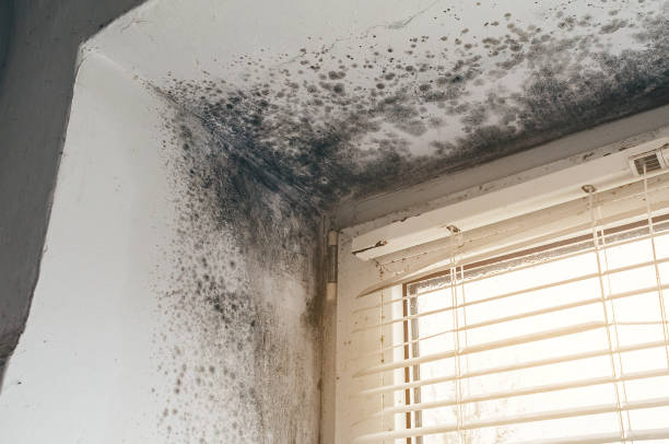 Affordable Mold Remediation solutions in Rockville, MD